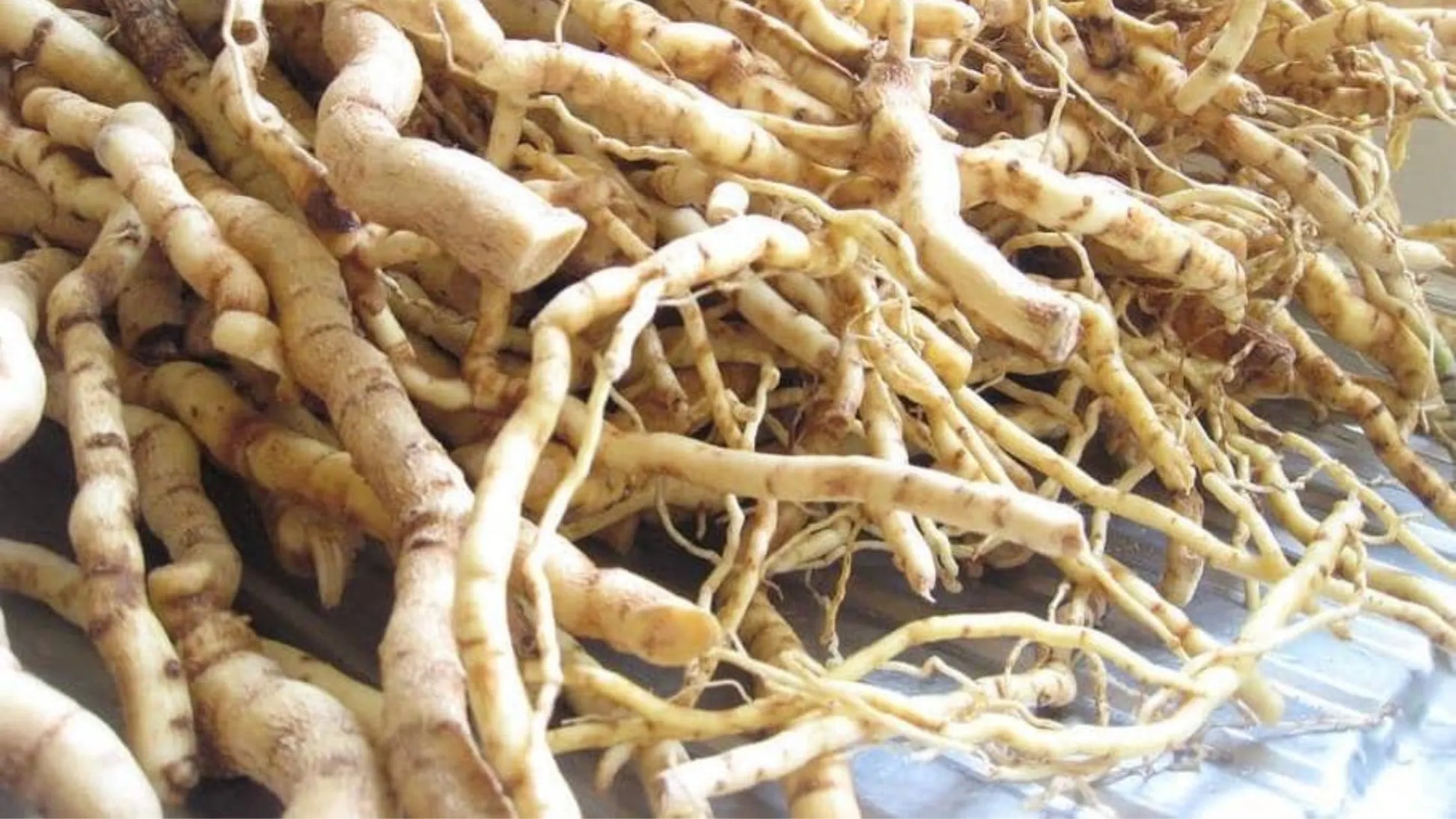 Racines fraîches de Mondia whitei (mulondo), avant séchage