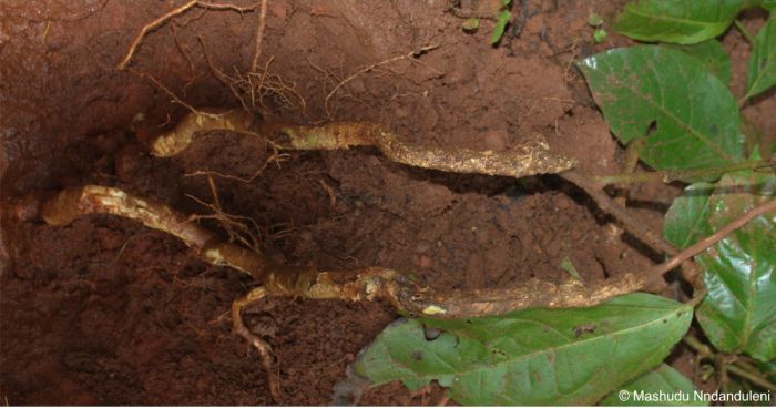 Racines de Mondia whitei déterrées à la main