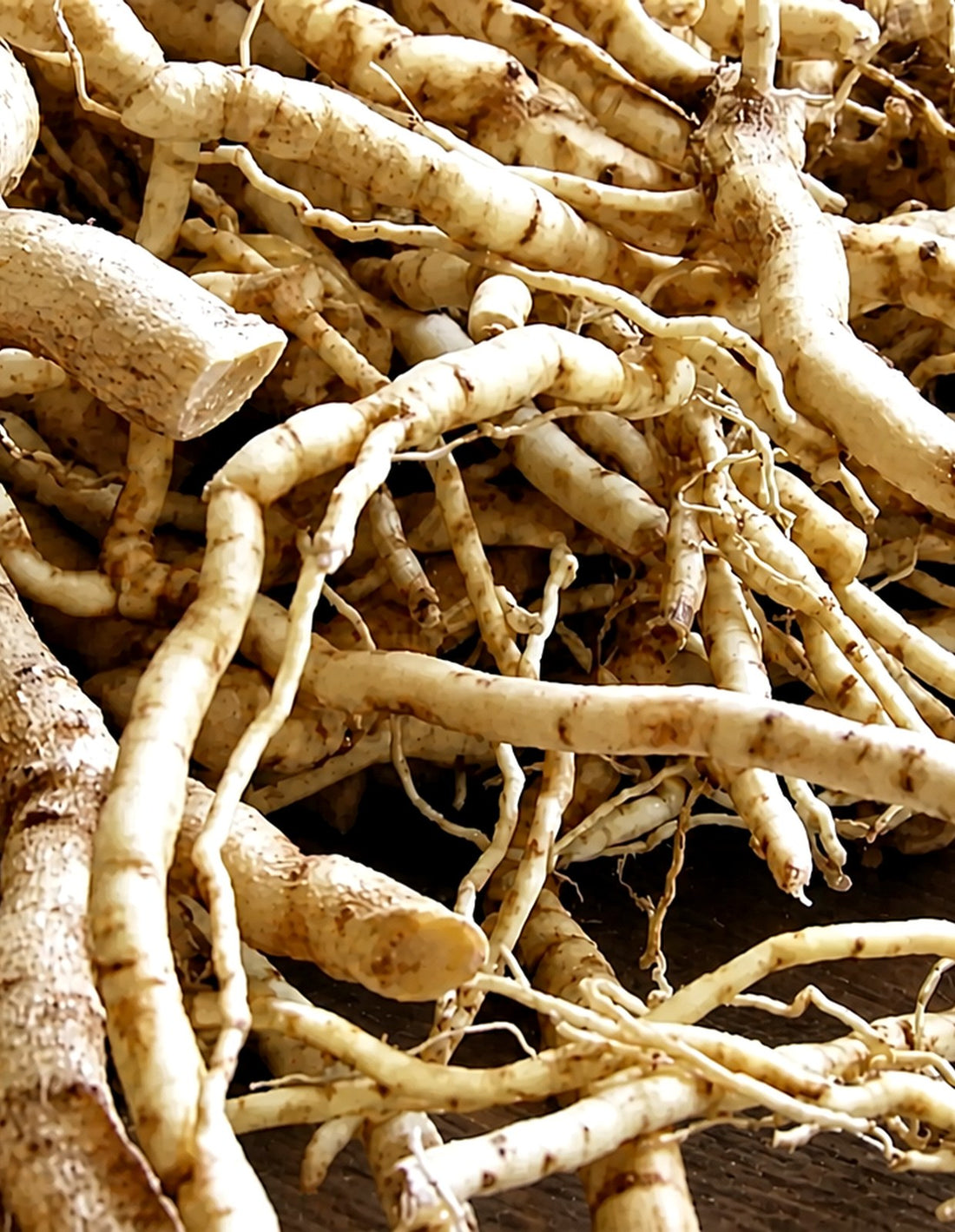 Racines fraîches de Mondia whitei, déterrées à la main au Kongo Central